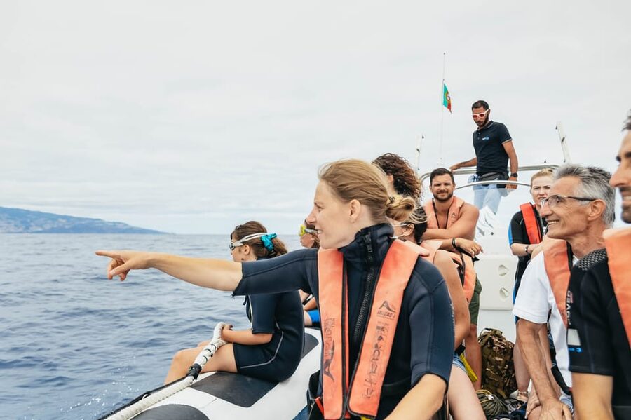 From Funchal: Whales and Dolphin Adventure Tour - What a dolphin encounter can look like
