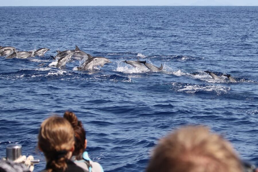 From Funchal: Whales and Dolphin Adventure Tour - Who should book this Madeira wildlife trip?