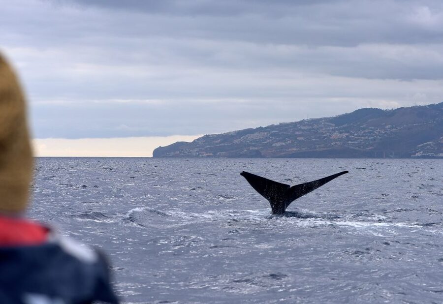 From Machico: Madeira Whale and Dolphin Watching Boat Tour - Leaving Machico Marina for open water