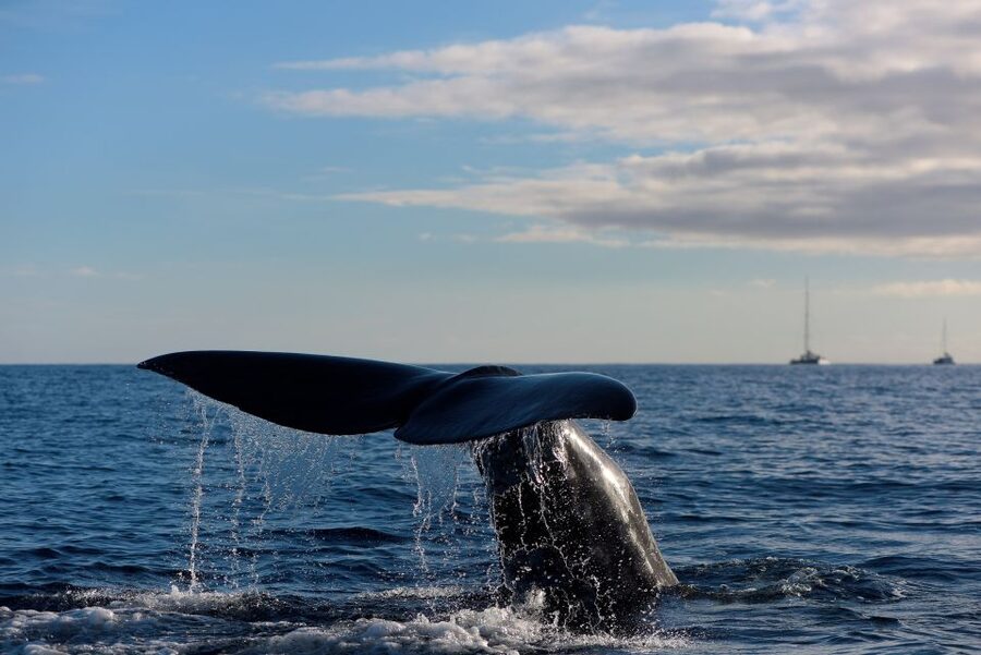 From Machico: Madeira Whale and Dolphin Watching Boat Tour - Why the marine biologist matters