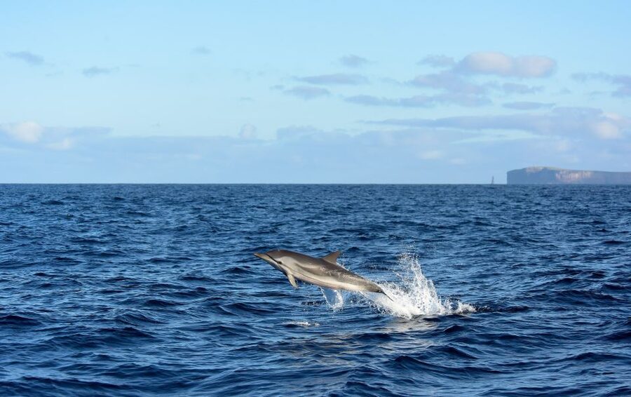 From Machico: Madeira Whale and Dolphin Watching Boat Tour - The wildlife search and what you may see