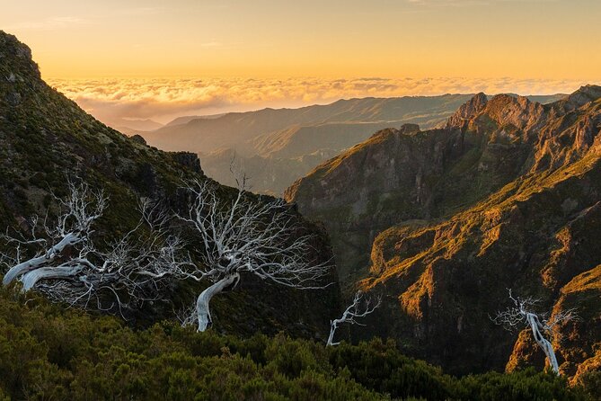 Full Day Madeira Island Tour - Open Roof - Fanal Forest, mist, and rough tracks