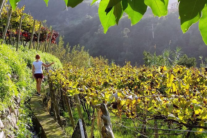Full-Day Madeira Wine Tasting Tour with Lunch - Why this is more than a Madeira wine tasting