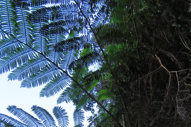 Full Day Private 4x4 Adventure in Madeira - What is included, and what costs extra