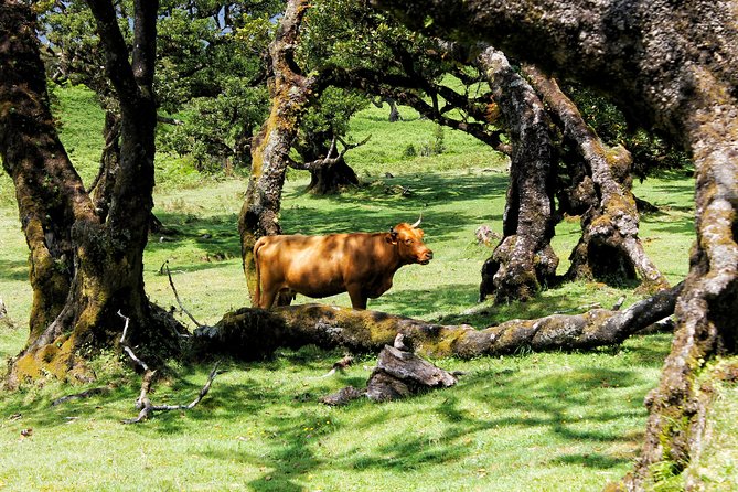Full Day Private 4x4 Tour in West Madeira with Local Guide - Ponta do Pargo and Madeira’s western edge