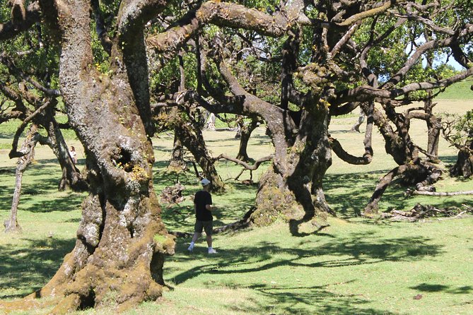 Full-Day Small Group Jeep Safari Tour from Funchal - Consider the northeast for homes and rum