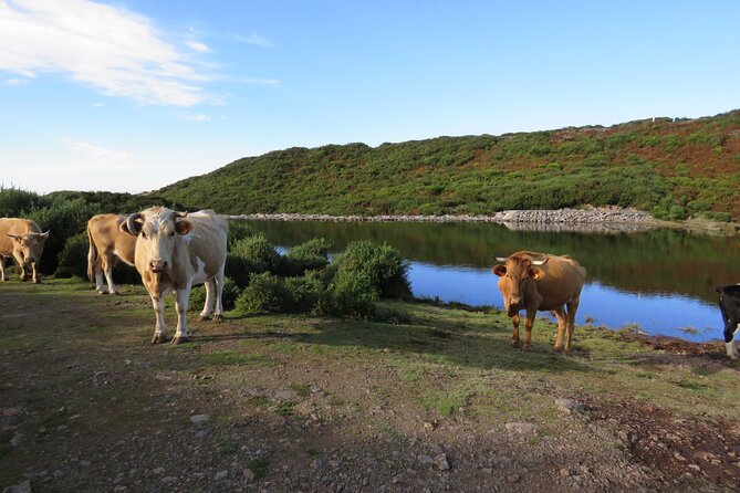 Full Day Tour in 4x4 Jeep to Porto Moniz and Fanal - São Vicente and the ride back