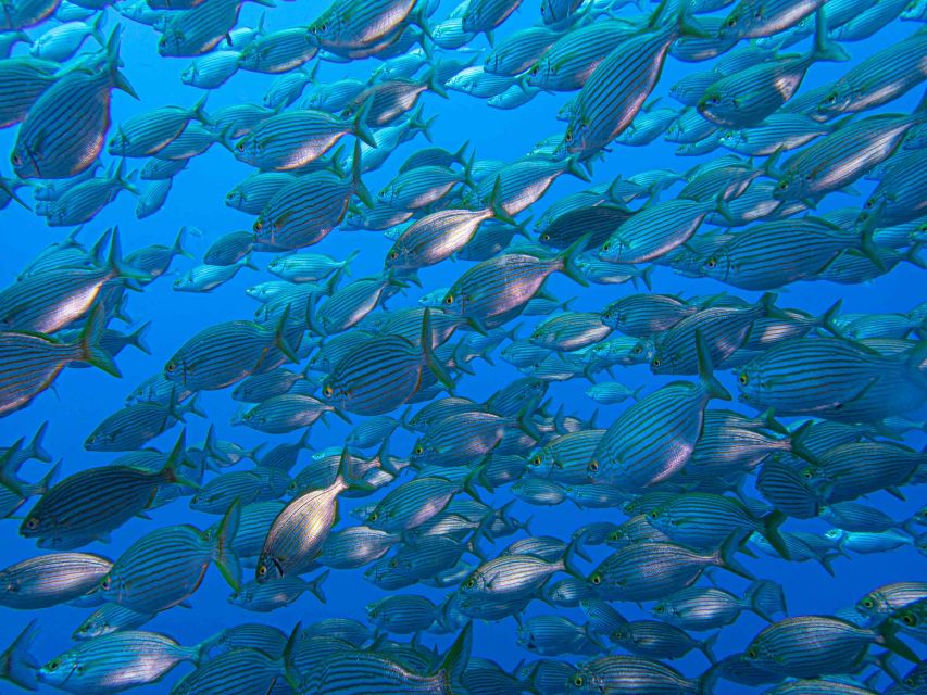 Funchal: Advanced Scuba Diving Afonso Cerqueira Wreck - How to prepare before you arrive
