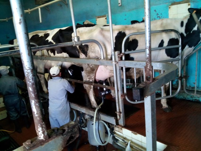 Funchal Agriculture Green Tour - Why Madeira’s farms tell a better story than a standard sightseeing loop