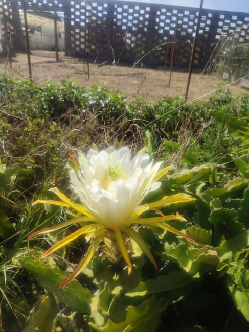 Funchal Agriculture Green Tour - The century-old cattle farm and Madeira’s cheese tradition