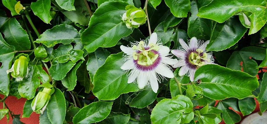 Funchal Agriculture Green Tour - Is $100 a fair price?