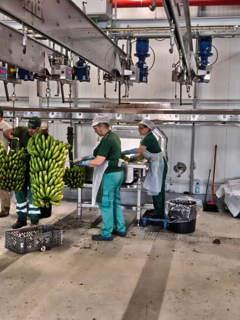Funchal Agriculture Green Tour - Who should book this Madeira agriculture tour?