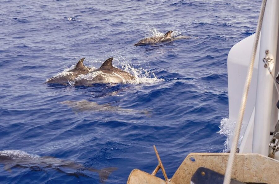 Funchal Bay: Dolphin & Whale Watch Luxury Catamaran Cruise - Swimming beneath Cabo Girão