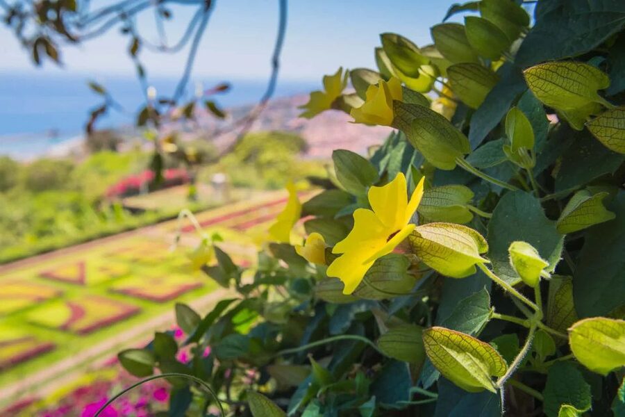 Funchal: Botanical Garden and Old Town Private Tuk-Tuk Tour - What the guide adds to the experience