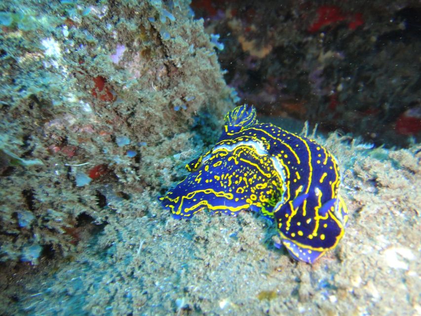 Funchal: Certified Scuba Diving, Guided Tour - Is the underwater scooter worth adding?