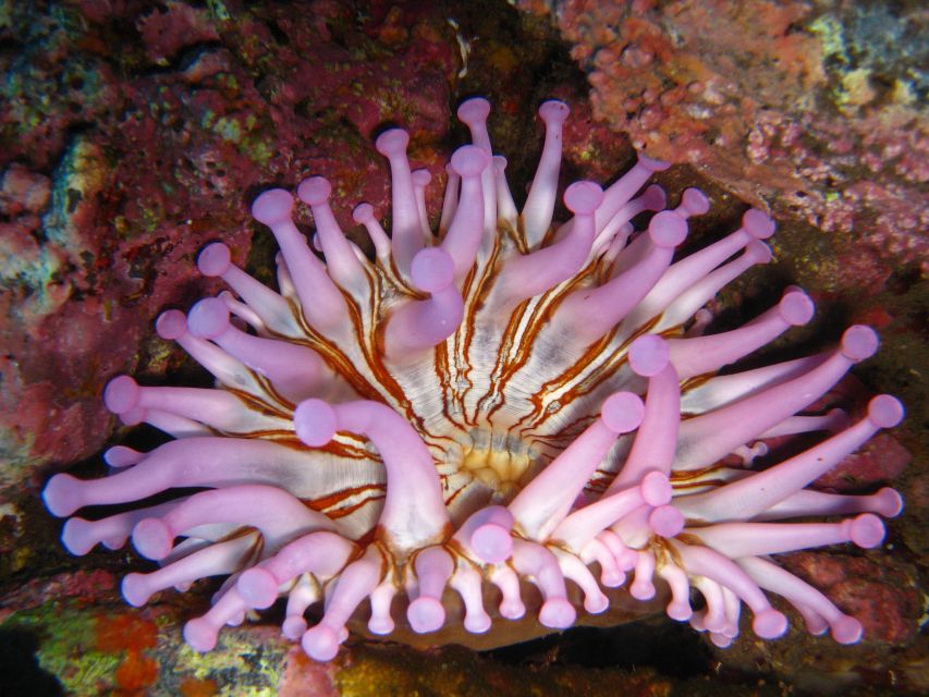 Funchal: Certified Scuba Diving, Guided Tour - Languages and personal attention