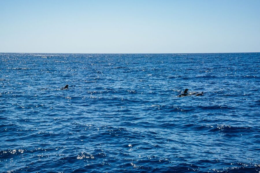 Funchal: Dolphin and Whale Watching by Luxury Catamaran - What $47 Buys You