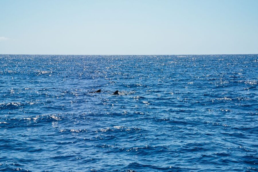 Funchal: Dolphin and Whale Watching by Luxury Catamaran - Cabo Girão From the Ocean