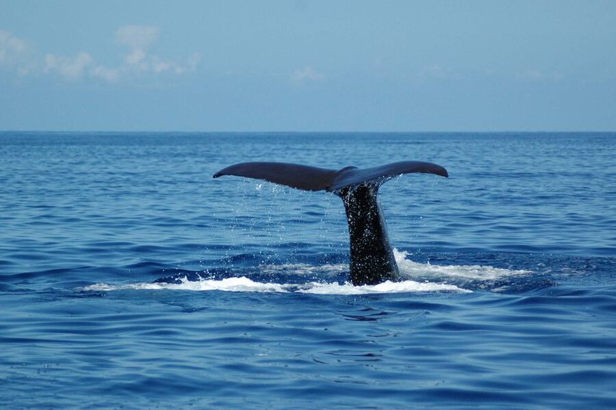 Funchal: Dolphin and Whale Watching Catamaran Cruise - Small details that improve the day