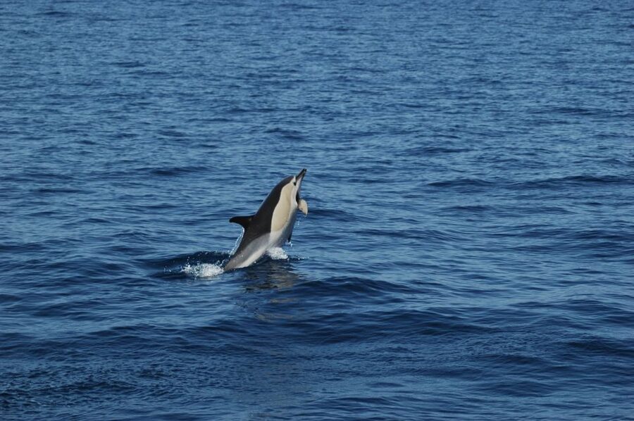 Funchal: Dolphin and Whale Watching Catamaran Cruise - What the three hours are really about