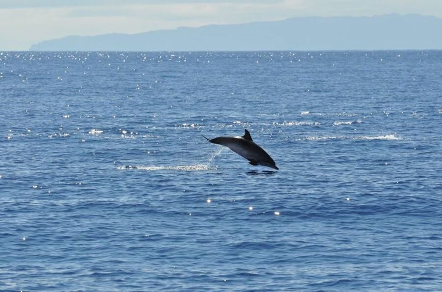Funchal: Dolphin and Whale Watching Catamaran Cruise - Cabo Girão from the water