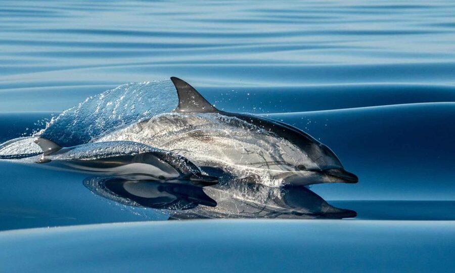 Funchal: Dolphin and Whale Watching Cruise - Key points at a glance