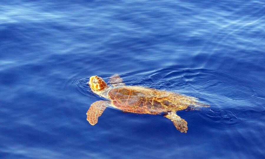 Funchal: Dolphin and Whale Watching Cruise - My call: book it if the sea ride appeals