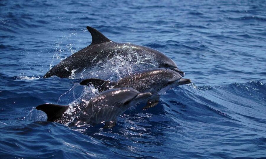 Funchal: Dolphin and Whale Watching Cruise - What the two-hour route feels like