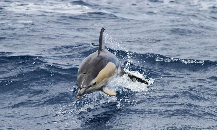 Funchal: Dolphin and Whale Watching Cruise - Watching dolphins and whales in open water