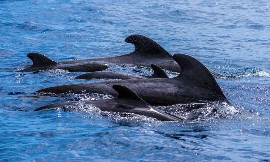 Funchal: Dolphin and Whale Watching Cruise - The guide adds much more than names
