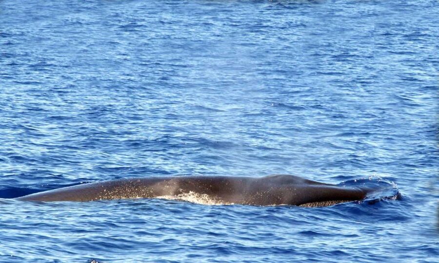 Funchal: Dolphin and Whale Watching Cruise - The best seats and the wet-seat problem