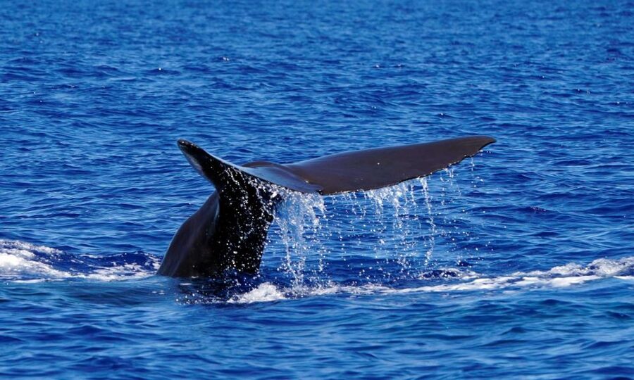 Funchal: Dolphin and Whale Watching Cruise - Is $58 a fair price?
