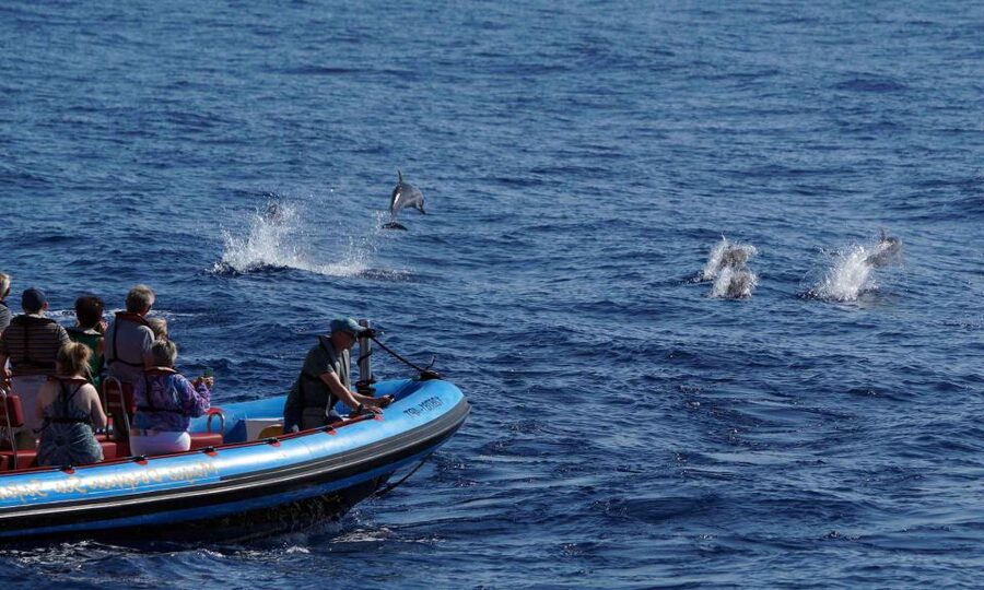 Funchal: Dolphin and Whale Watching Cruise - Who should book this boat ride?