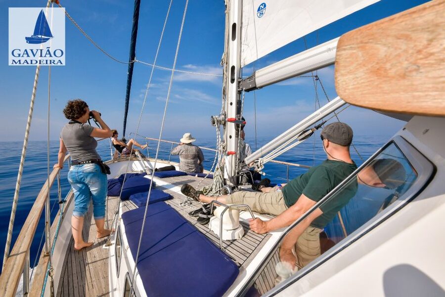 Funchal: Dolphin and Whale Watching Sailing Trip - A relaxed return with drinks and coast views