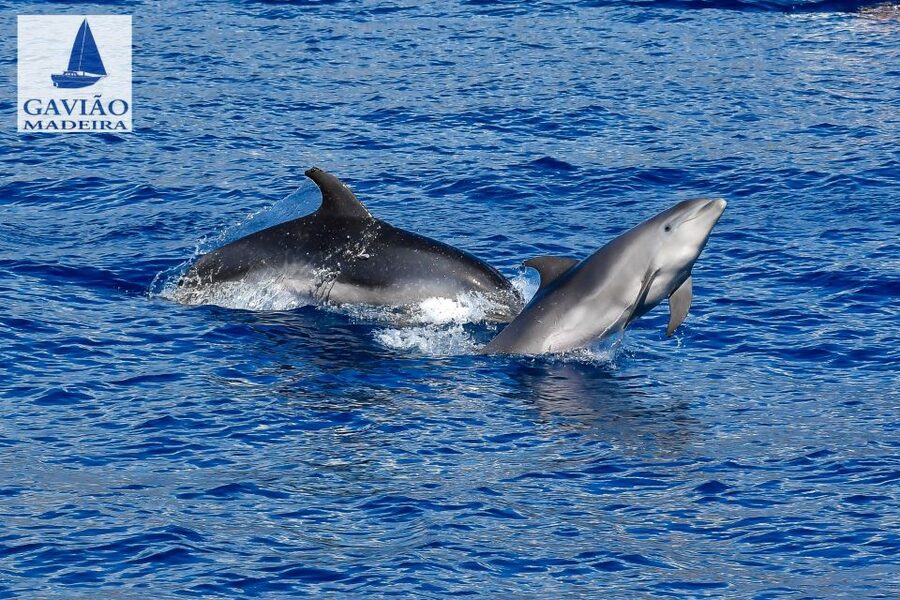 Funchal: Dolphin and Whale Watching Sailing Trip - Why the smaller yacht matters