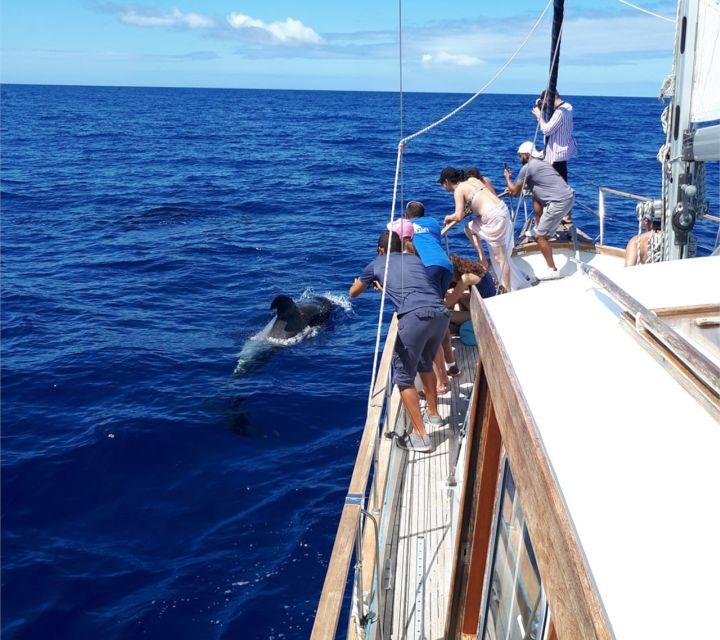 Funchal: Dolphin and Whale Watching Sailing Trip - Is $47 good value for three hours?