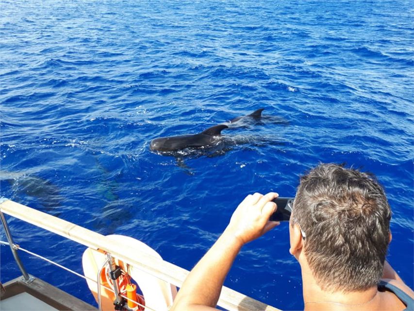 Funchal: Dolphin and Whale Watching Sailing Trip - Practical packing advice for the marina