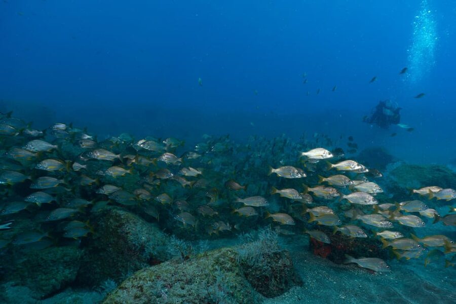 Funchal: DPV- Scooter Dive Adventure - The briefing matters more than the speed