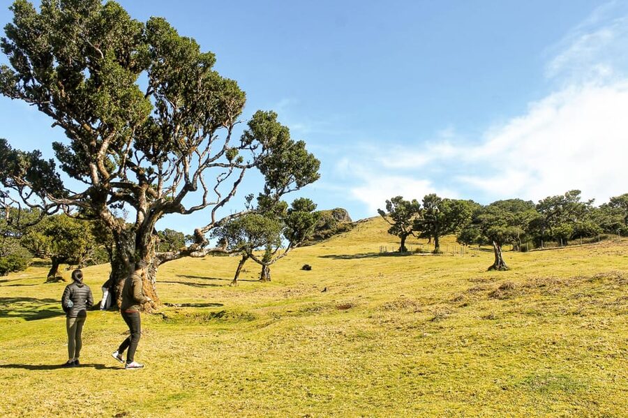 Funchal: Enchanted Terraces, Porto do Moniz & Fanal 4WD Tour - Why this 4x4 route works well