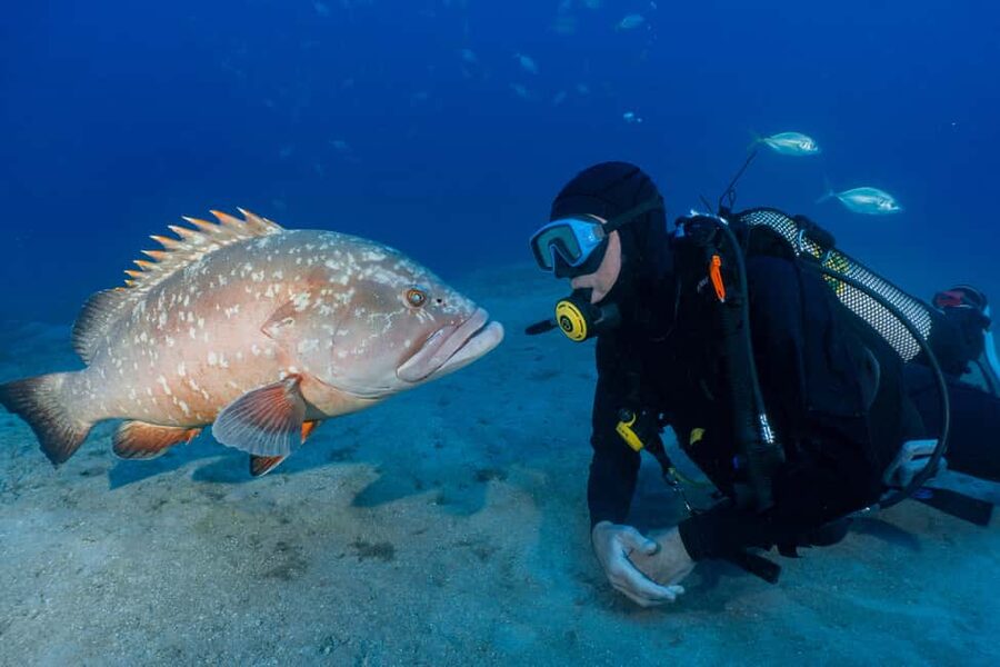 Funchal: Garajau national park - certified divers - Why Garajau is Madeira’s best underwater choice