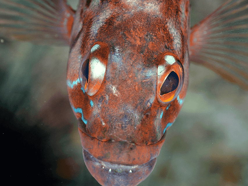Funchal: Garajau national park - certified divers - Meeting dusky groupers at Praia do Garajau