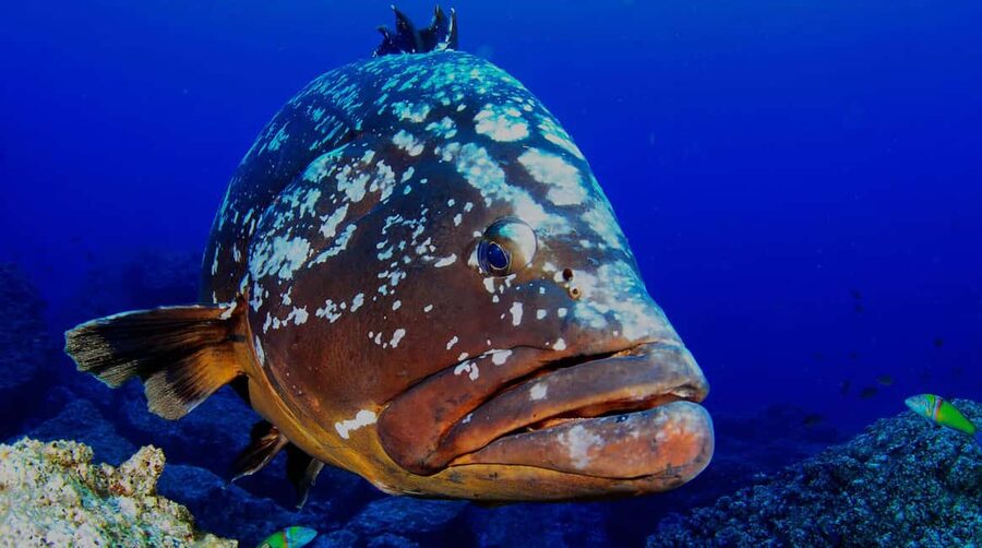 Funchal: Garajau national park - certified divers - Who should book this experience?