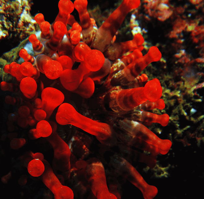 Funchal: Garajau national park - certified divers - Should you book the Garajau boat outing?