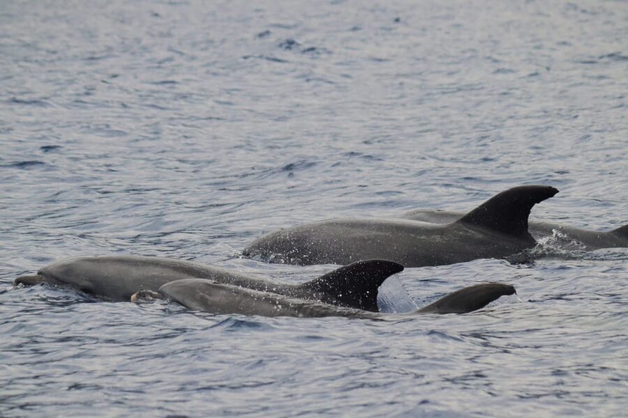 Funchal: Guarantee Wild Dolphin&Whale Watching by RIB - Leaving Funchal in a fast, open RIB
