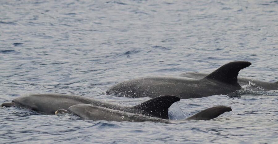 Funchal: Guarantee Wild Dolphin&Whale Watching by RIB - Searching the open water for dolphins and whales