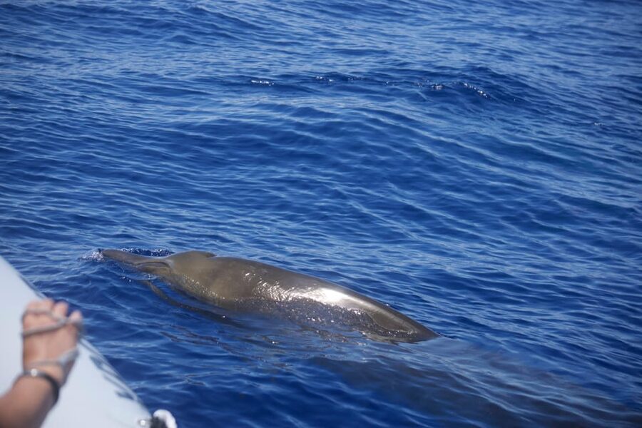 Funchal: Guarantee Wild Dolphin&Whale Watching by RIB - The optional dolphin swim is exciting but very limited
