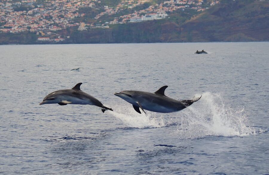 Funchal: Guarantee Wild Dolphin&Whale Watching by RIB - Weather, clothing, and comfort on the water