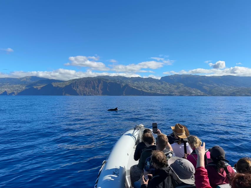 Funchal: Guarantee Wild Dolphin&Whale Watching by RIB - How the experience feels in different conditions