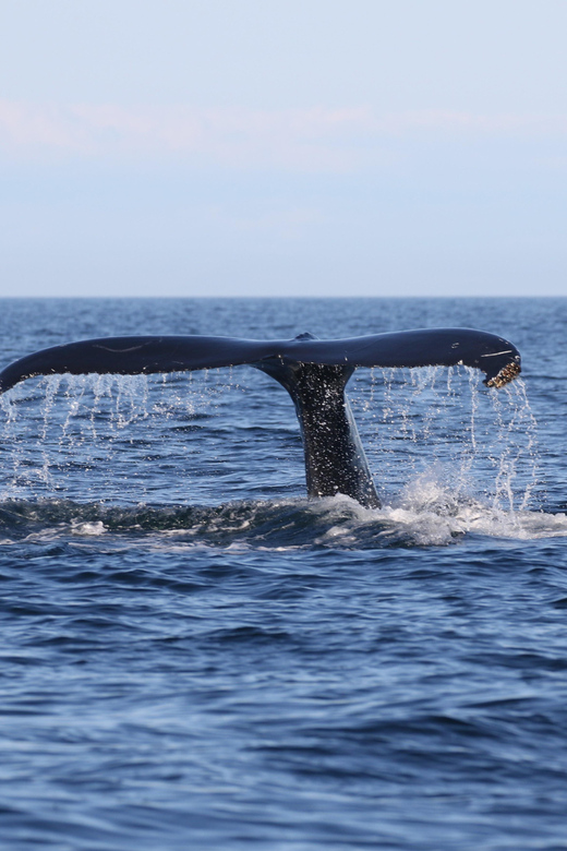 Funchal: Guarantee Wild Dolphin&Whale Watching by RIB - Who should book this Madeira boat trip?
