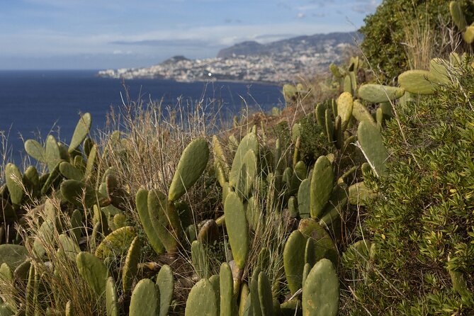 Funchal highlights 5h Private Tour in Madeira - Eira do Serrado trades the coast for high mountains